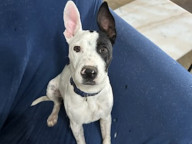 Dottie Photo