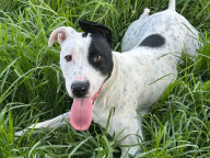Dottie Photo