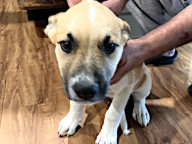 Pepper Photo