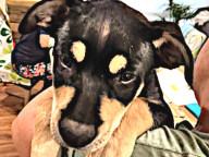 Dexter Photo