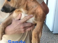 Sandy Photo