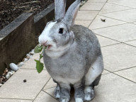 Benjamin Photo