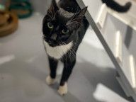Basil Photo