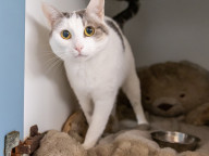 Pebbles Photo