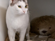 Pebbles Photo