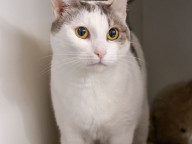 Pebbles Photo
