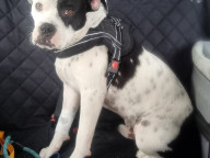 Patch Photo