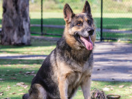 Casey Photo