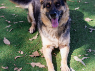 Casey Photo