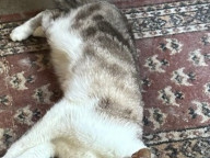 Miffy Photo