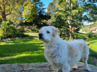 Buddy Photo