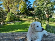 Buddy Photo
