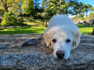 Buddy Photo