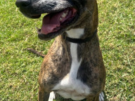 Milly Photo