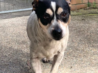Buddy Photo