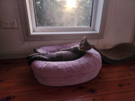Teddy Photo