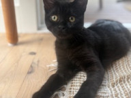 Chloe Photo