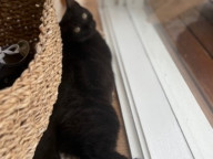 Chloe Photo