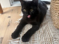 Chloe Photo