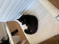 Chloe Photo