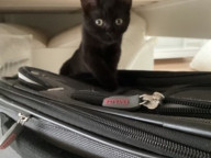 Cleo Photo