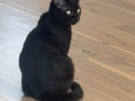 Cleo Photo