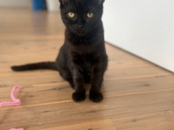 Cleo Photo