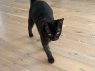 Cleo Photo