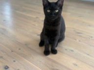 Cleo Photo