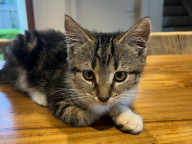 Lacey Photo