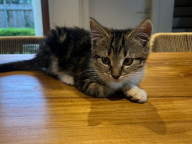 Lacey Photo