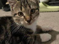 Lacey Photo