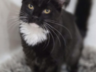Clementine Photo
