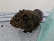 Chocolate Photo