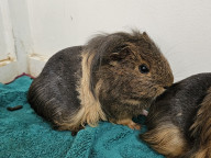 Strawberry Photo