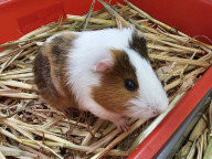 Coconut Photo