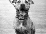Koby Photo