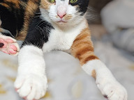 Callie Photo
