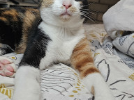 Callie Photo