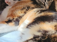 Callie Photo