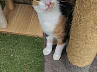 Callie Photo