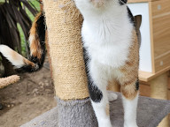 Callie Photo