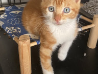 Angus Photo