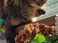Tabitha Photo