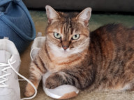 Tabitha Photo