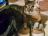 Tabitha Photo