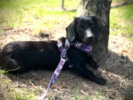 Mowgli Photo