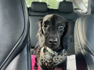 Mowgli Photo