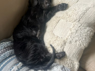 Mowgli Photo