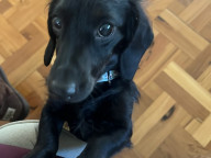 Mowgli Photo
